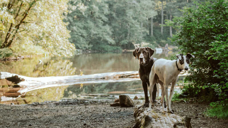 Dog Park